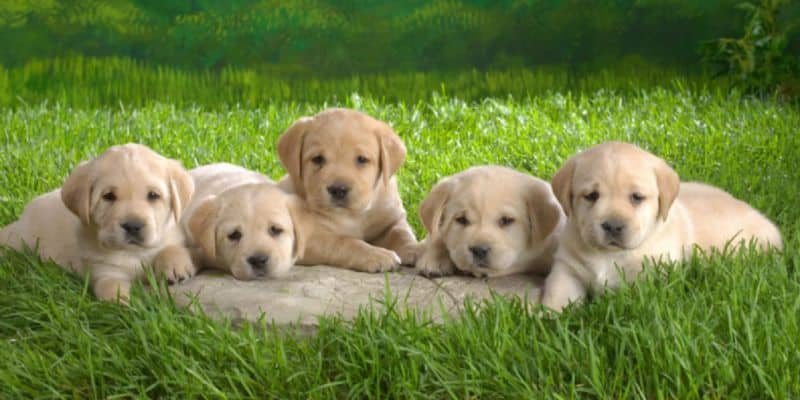 Những ý nghĩa chi tiết khi mơ thấy chó 