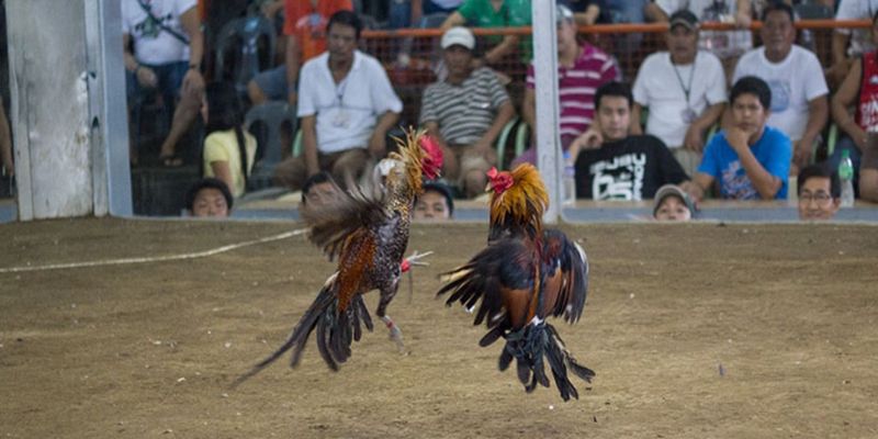 Chọi gà trực tuyến đang rất được ưa chuộng