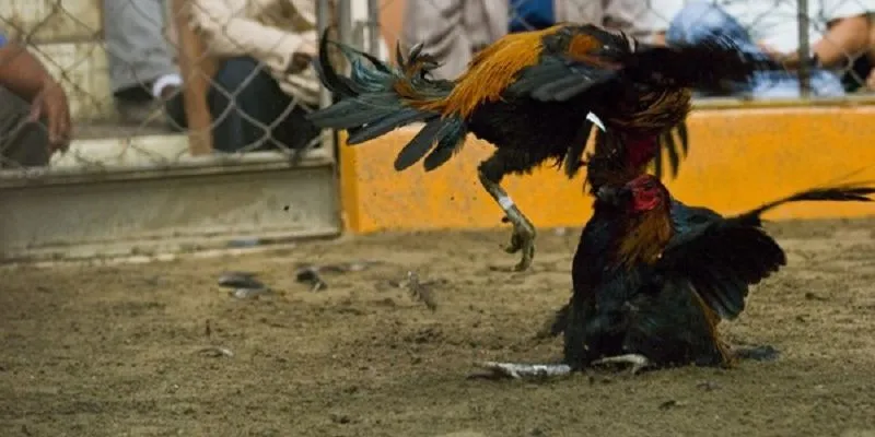 Đừng bao giờ đặt cược nhiều hơn số tiền bạn có thể mất