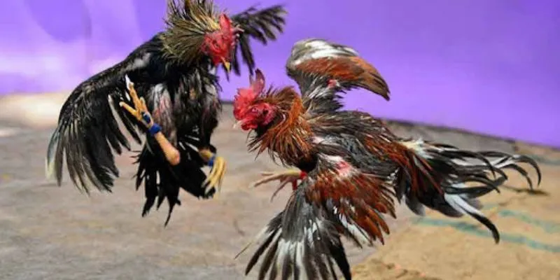 Sức hấp dẫn đá gà trực tiếp tại hi88