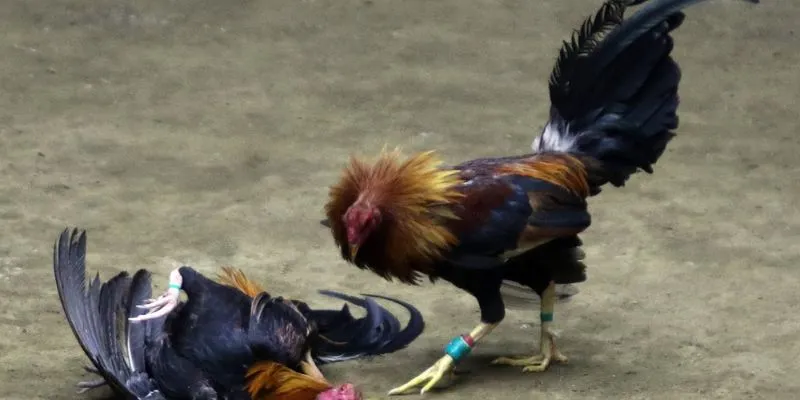 Những mẹo nổi bật cần nắm khi tham gia