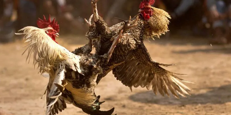 Chất lượng phát sóng nét rõ ràng