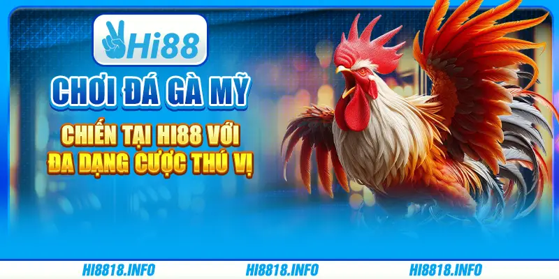 Chơi đá gà mỹ chiến tại hi88 với đa dạng cược thú vị