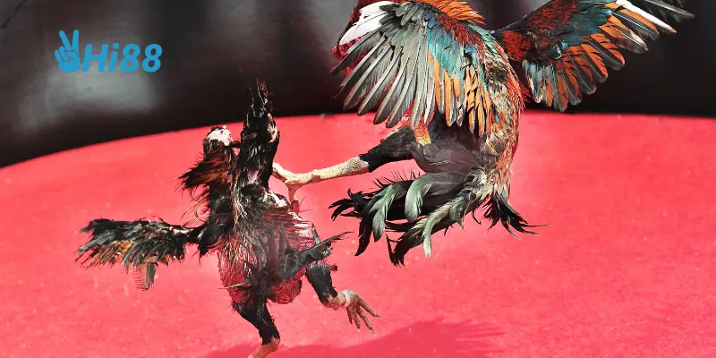 Tiêu chí tính điểm trong các trận gà nòi.