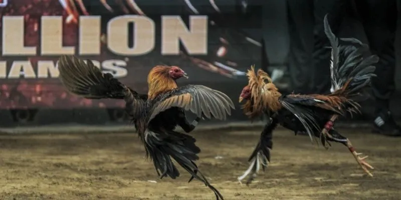 Chiêm ngưỡng những trận đấu đỉnh cao tại HI88