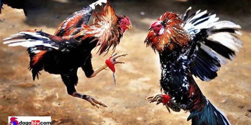 Cược đá gà trực tuyến dễ dàng, thưởng lớn mỗi ngày