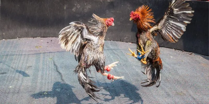 Môi trường cá cược an toàn và uy tín, bảo vệ thông tin và tài khoản người chơi