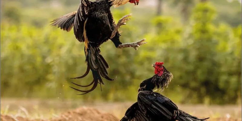 Kiên nhẫn và không theo đuổi tổn thất để duy trì sự ổn định trong mỗi ván cược