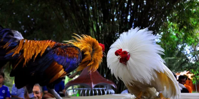 Trải nghiệm tiện lợi với hệ thống phát sóng sắc nét tại Hi88