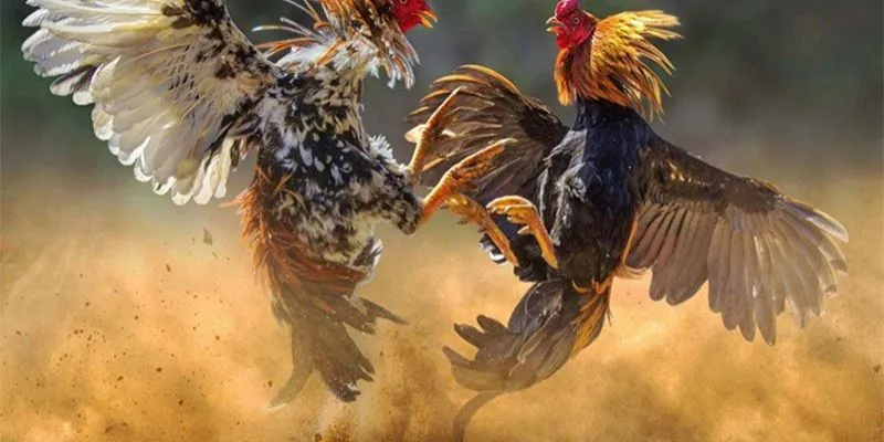 Tìm hiểu thông tin chiến kê để đưa ra lựa chọn chính xác