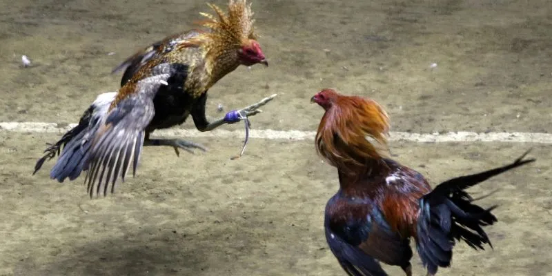 Trận đấu trực tiếp sắc nét, không giật lag