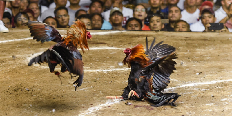 Trò chơi mang lại sự thú vị khi có thể tham gia các trận đấu trực tiếp