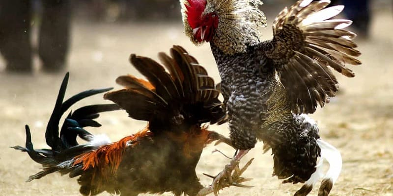 Trò chơi cũng giúp người chơi học hỏi và cải thiện các kỹ năng