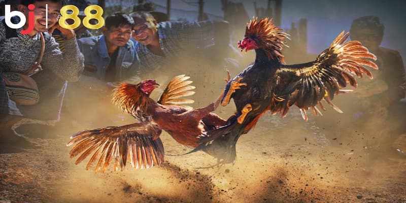 Các loại hình chơi đá gà anh em nên tham gia