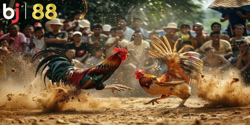 Luật chơi đá gà BJ88 cần nắm để cá cược