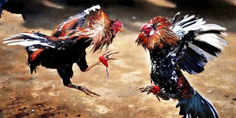 Đá gà cựa dao đã xuất hiện từ lâu trong lịch sử