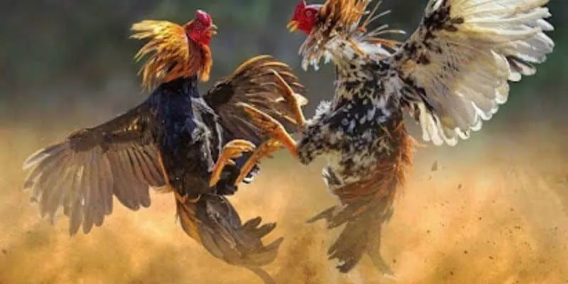 Bạn cần tìm hiểu kỹ lưỡng về lý lịch của gà