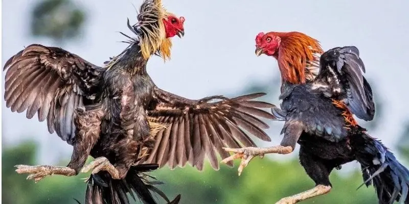 Đấu gà siêu chiến thu hút nhiều người chơi tham gia