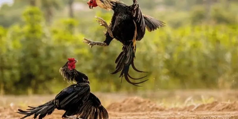 Các loại chiến kê thường gặp khi tham gia chơi