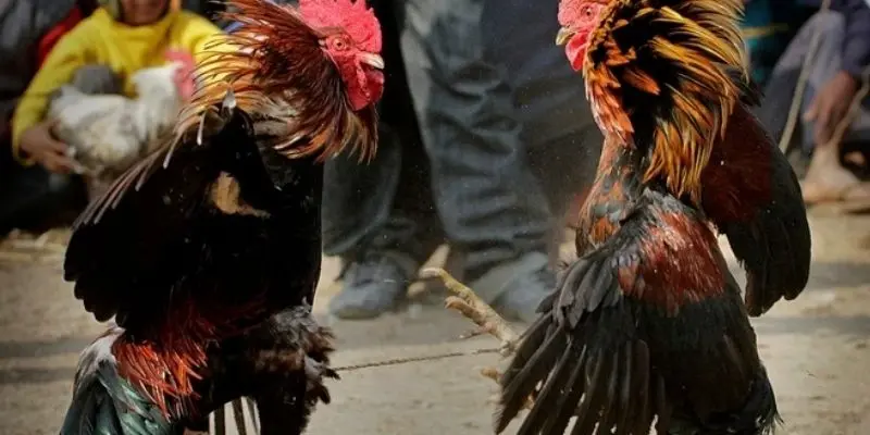 4 chiến thuật được nhiều người áp dụng khi tham gia cá cược