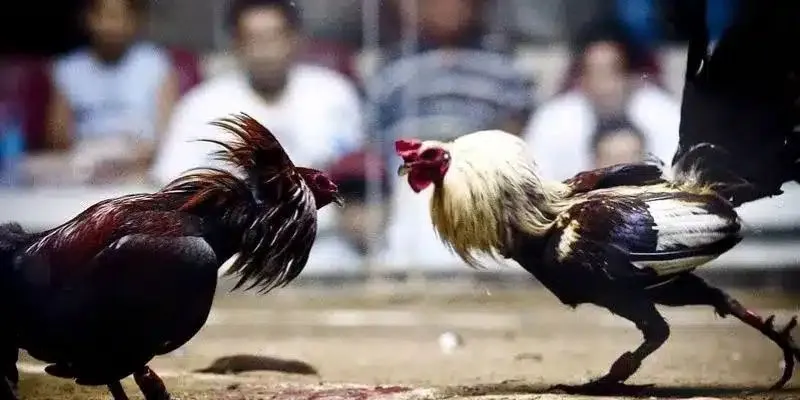 Truyền thống và hiện đại cùng tạo nên sức hút của đấu gà.