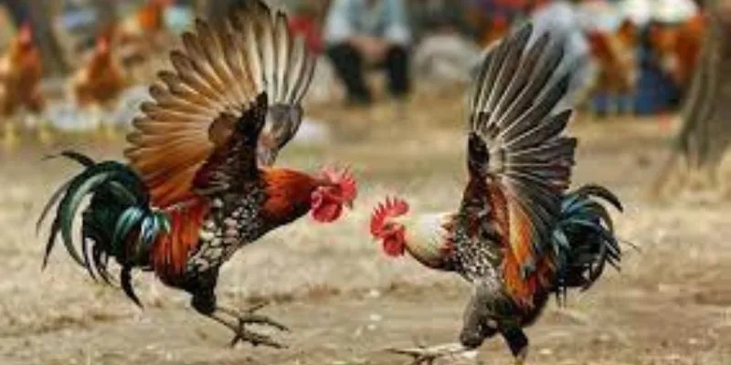 Giao diện thân thiện giúp người chơi dễ dàng thao tác.