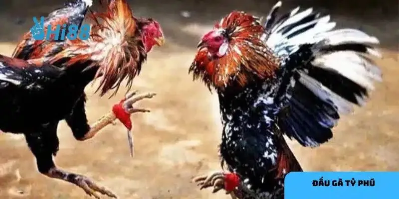 Chiến thuật chọn gà trong đấu gà tỷ phú