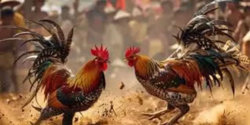 Những trận đấu đầy kịch tính