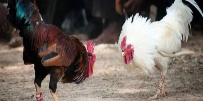 Bảo mật và giao dịch minh bạch