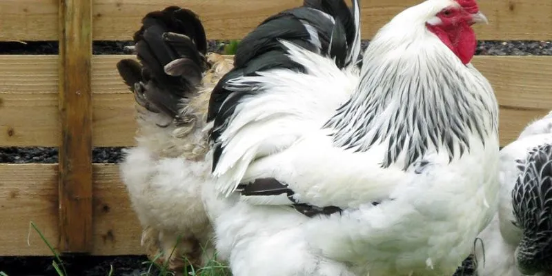 Gà chiến với kỹ năng độc đáo làm nên sự khác biệt.