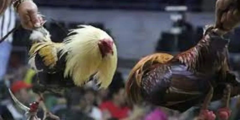 Việc chọn gà chiến hợp lý ảnh hưởng lớn đến kết quả trận đấu.
