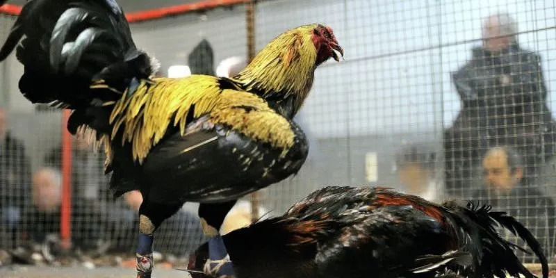 Trải nghiệm với những sự kiện hấp dẫn tại đấu trường gà