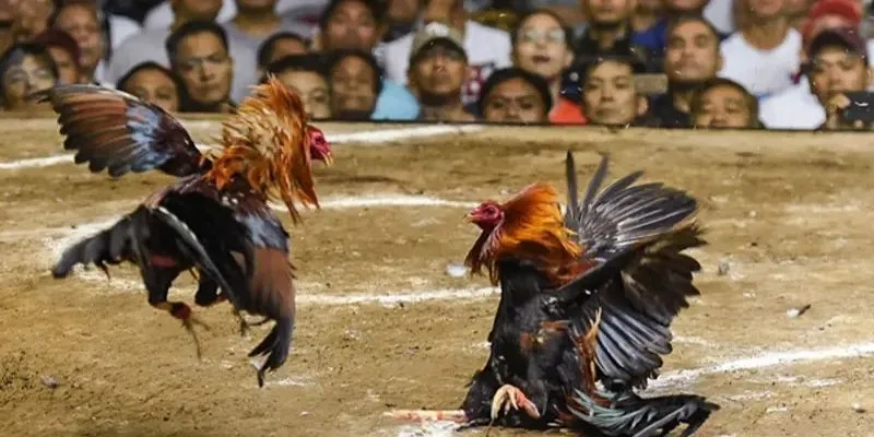 Thông tin chiến kê quyết định trận đấu