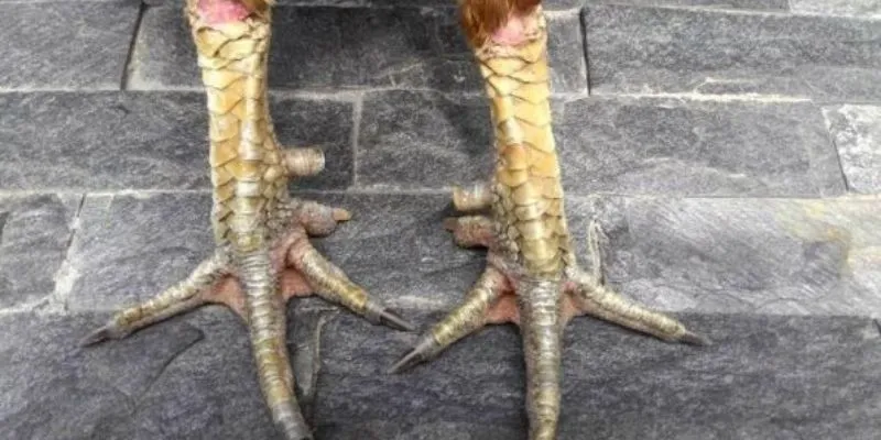 Kỹ thuật tấn công ảnh hưởng lớn đến kết quả trận đấu.