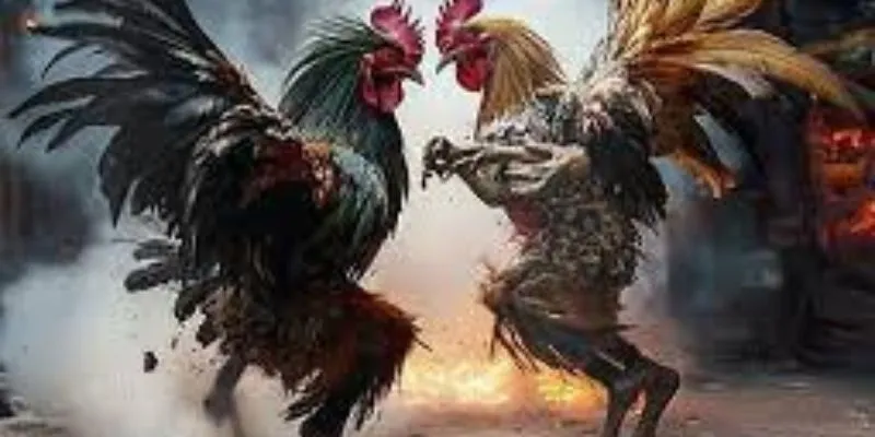 Chế độ dinh dưỡng giúp chiến kê có sức bền tốt hơn.