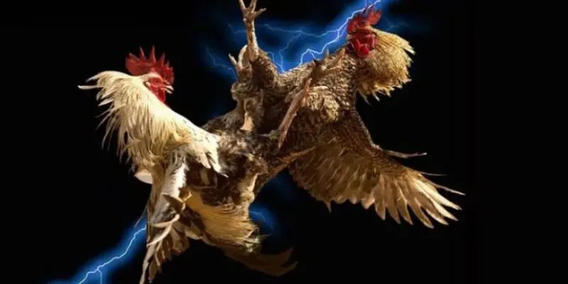 Chiến kê giỏi cần có tinh thần chiến đấu cao.